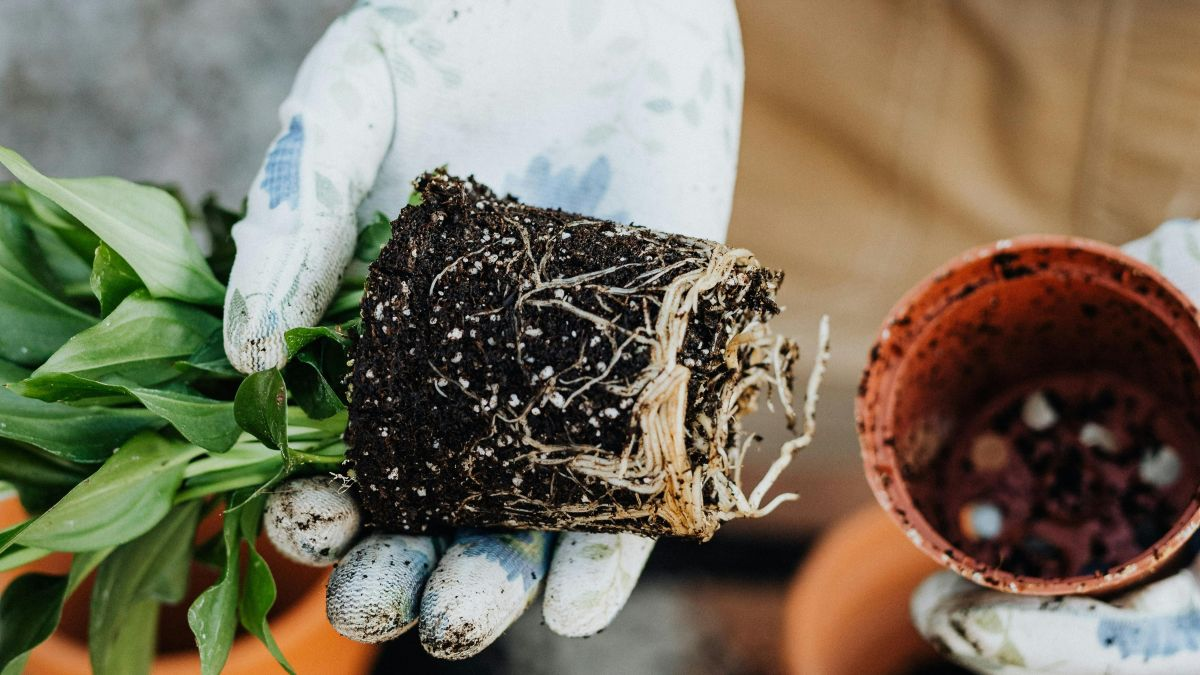 Spring Calm Garden Sanctuary: 12 Amazon Finds to Turn Your Outdoor Space into a Stress-Relieving Retreat